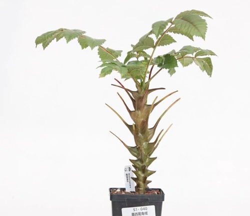 Sale rare cacti - sale,