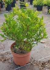 Zanthoxylum beecheyanum (De