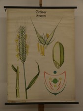 Graminées Roggen-Brot Cuire au Four Boulangerie Déco Céréales Schul-Wandbild~