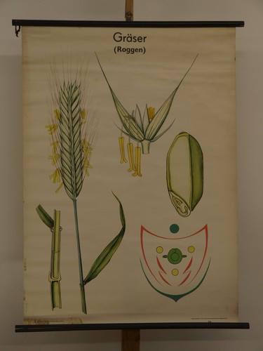 Graminées roggen brot cuire - roggen-brot,