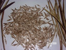 20 graines de Catalpa