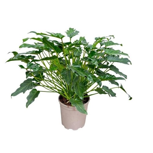 Plante intérieur compacte - plante, d'intérieur