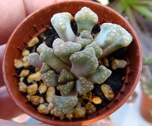 Titanopsis hugo schlechteri - titanopsis,