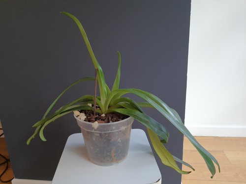 Paphiopedilum stonei big plant