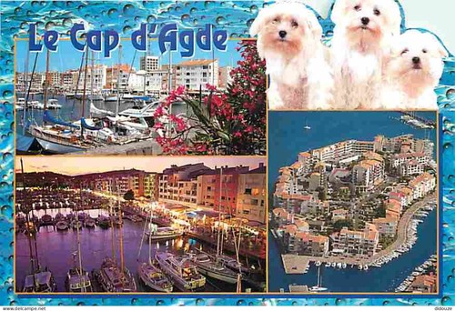 Carte postale animaux - animaux,