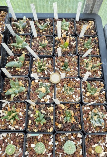 Ariocarpus choix parmi ceux - au,