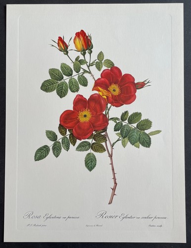 Botanique rosier églantier - botanique,
