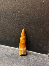 Dent de Spinosaure   dinosaure