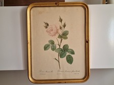 Ancien Tableau Rose Muscose