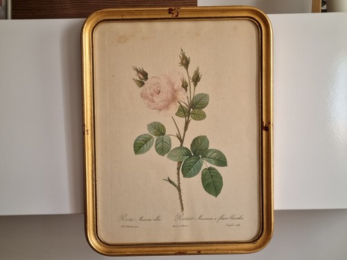 Ancien tableau rose muscose - tableau,