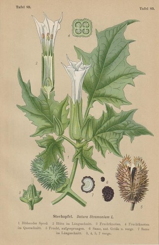 Datura stramonium - datura,