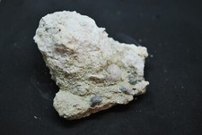 CORAIL FOSSILE DU CAP CORSE