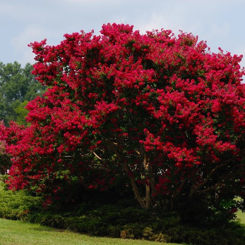 Lilas des indes petite red - indes,