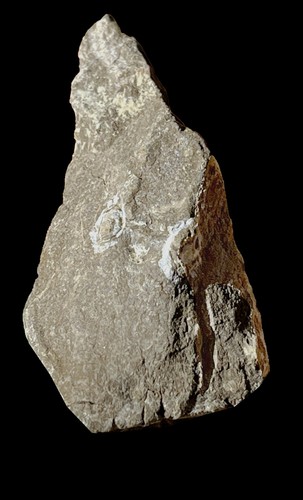 Pop48 mimetaspis hoeli - mimetaspis,