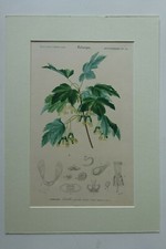 Gravure Dictionnaire Univ d'