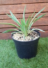 YUCCA "Gloriosa Variegata"