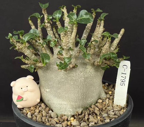 Rare cacti adenium - rare,