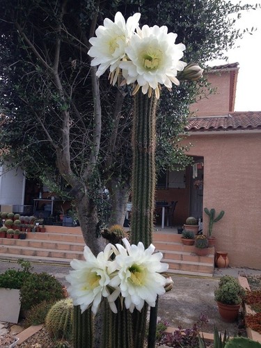Cactus cierge echinopsis - cactus,