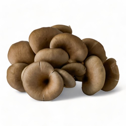 Organic blue oyster - organic,