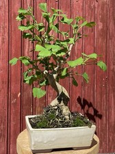 BONSAÏ GINKGO BILOBA 16ANS