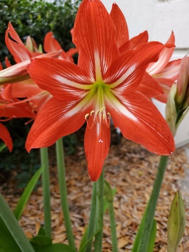 Red joseph heirloom - red,