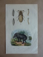 ++ 19th century color engraving * tapir, taret, auger, mole * natural history