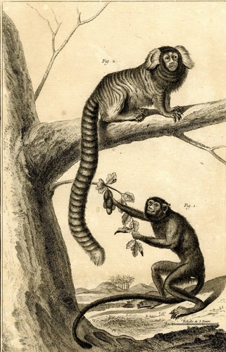 Gravure originale singe - gravure,
