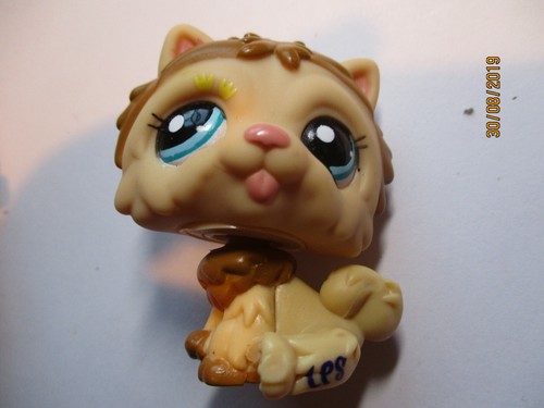 Petshop chien chow - chien,