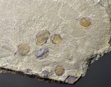 BILLION-YEAR-OLD Chuaria Fossil, Nanfen Formation, Tonian (Precambrian) of China