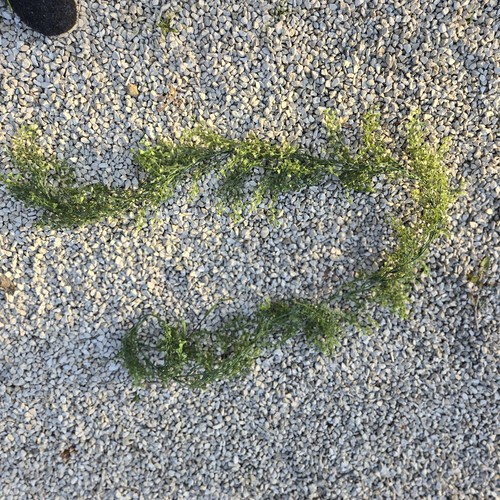 Lot plantes artificielle - de,