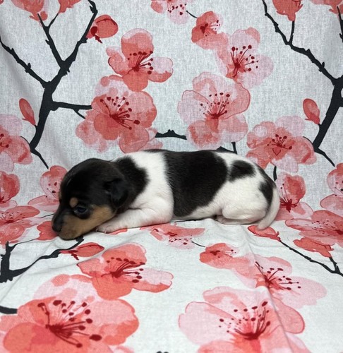 Chiots vendre terrier - chiots,