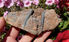 Fossil Belemnite Rost 9x5cm Cabinet Collection Curiosity Marine Minerals