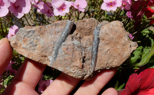 Rostre bélemnite fossile - de,