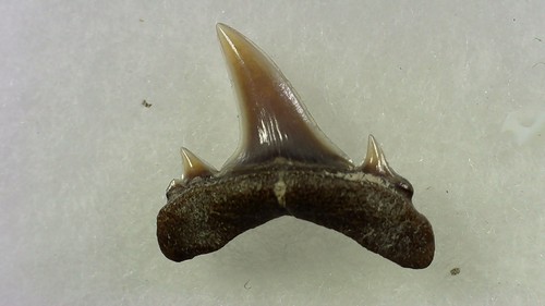 Shark tooth dent requin - de,