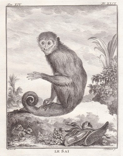 Singe capucin colombien - capucin,