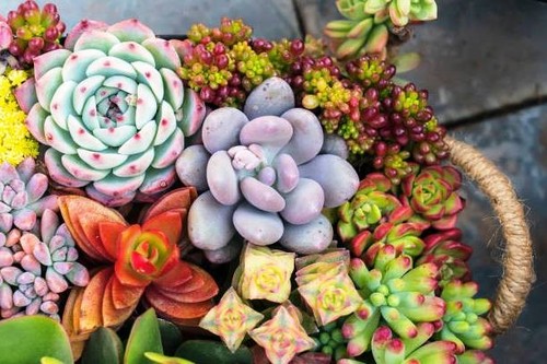 Succulentes variées - 50,