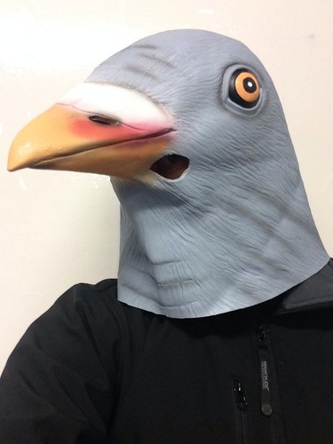 Pigeon masque latex - pigeon,