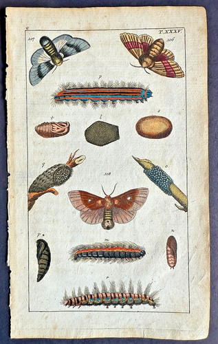 Rare 1797 wilhelms colorful - rare,