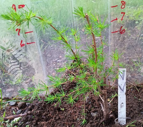 Live larch tree - live,
