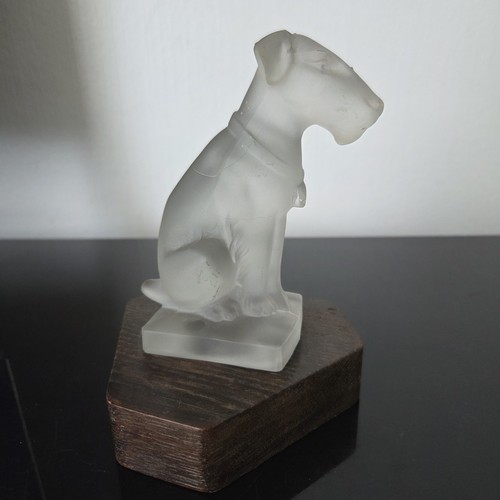 Fox terrier sabino chien - terrier,
