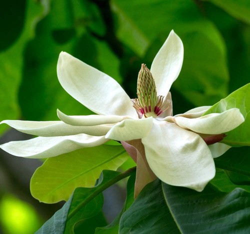 Magnolia officinalis 35cm - magnolia,
