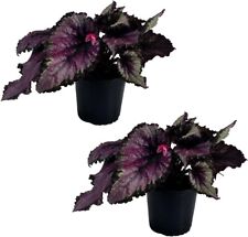 Begonia Fireworks 2-Pack by LEAL PLANTS ECUADOR