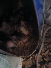Baby Dumbo Rats