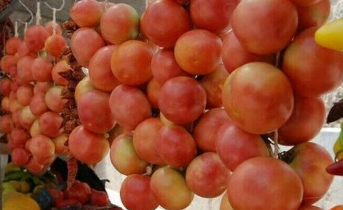 Graines tomate mallorca - graines,
