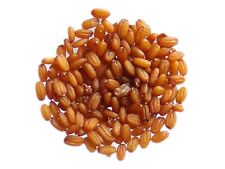 Bourse à Pasteur - Capsella Bursa Pastoris - SEM05