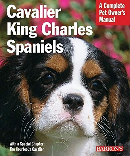Cavalier king charles spaniels - cavalier,