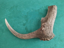 GROS BOIS MUE CERF AVEC MEULE