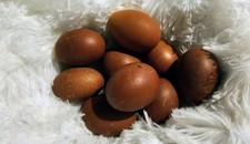 Hatching Maran Eggs 12