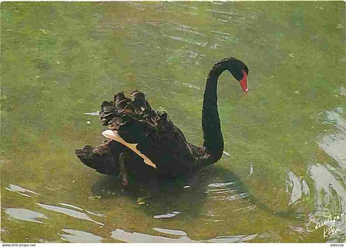 Carte postale animaux - postale,