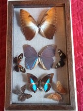 cadre papillons d'Equateur